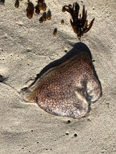 Load image into Gallery viewer, 'Jelly-fish' Bowl